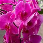 Flower, orchid. Art Print
